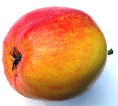 Apfel-mit-Blütenrest-Stängel.jpg